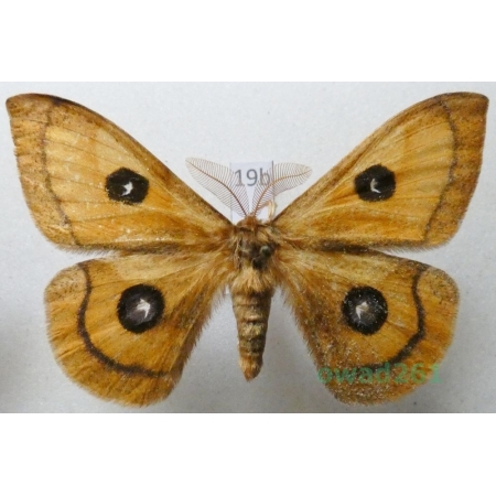 Aglia tau (Linnaeus, 1758) male Lotnica zyska Czech19b